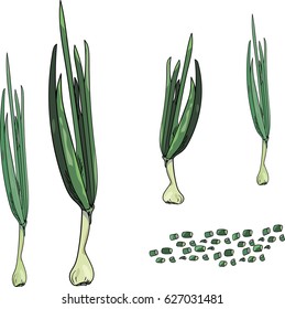 onions, green, shallot vector isolated, hand drawn sketch