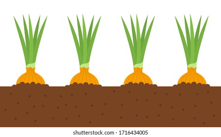 Zwiebeln, die im Boden wachsen. Gemüsegarten. Vektorillustration.