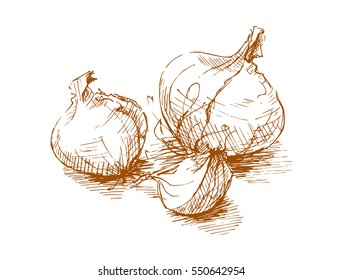 The onions hand drawn. Graphics sketch 