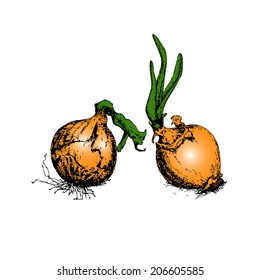 onions isolated on white vector illustration