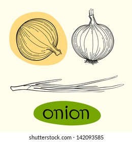 Onions . The isolated vector.