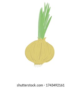 onions on a white background. Ayurveda, treatment with folk recipes. vitamins in fresh vegetables. autumn. green onion sprouts, yellow onions. vector eps 10