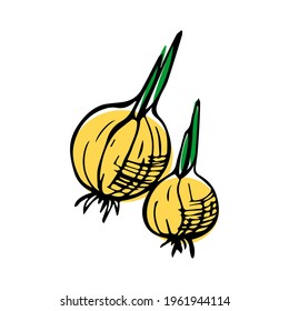 Onions Outline Sketch with a spot of paint isolated on a white background. Vector Doodle Illustration. Ideal for print, decor or design template