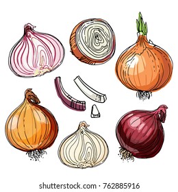 Onions painted with a line on a white background. Colorful sketch of food. Spice