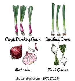 144,990 Onions Stock Vectors, Images & Vector Art | Shutterstock