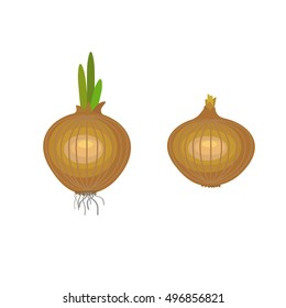 Onions vector illustration