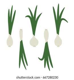 Onions - vector illustration