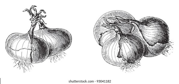 Onions - vegetable / vintage illustration from Meyers Konversations-Lexikon 1897