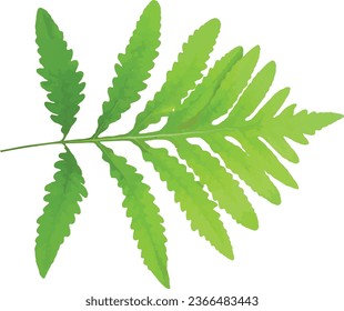 Onoclea sensibilis (Sensitive Fern) Leaf Isolated 