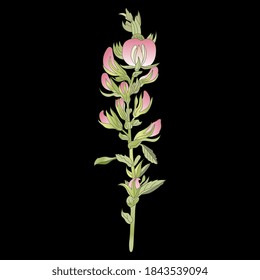 Ononis Hircina flowering branch. Wildflower with pink flowers.