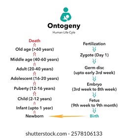 Ontogeny - Life cycle of humans - vectorIllustration for use in books, leaflets, newspapers, posters etc