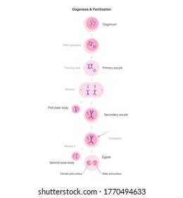 Oogenesis and cell division. Diploid cells. DNA replication and human reproductive system concept. Medical, biology or anatomical poster for clinic, genetic center. Flat simple vector illustration