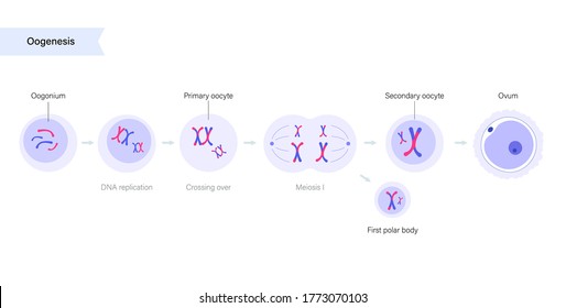 Oogénesis y división celular. Células diploides. la replicación del ADN y el concepto de sistema reproductivo humano. Afiche médico, biológico o anatómico para clínica, centro genético. Ilustración vectorial simple plana