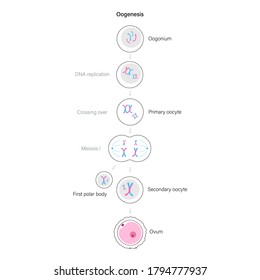 Oogenesis Cell Division Diploid Cells Dna Stock Vector (Royalty Free ...