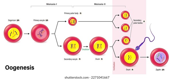 Oogenesis. Cell division. Gametogenesis. Meiosis. Human reproductive system.