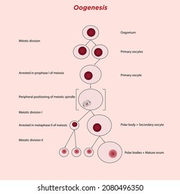 148 Oogenesis Images, Stock Photos & Vectors | Shutterstock