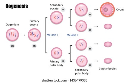 Oogenesis Diagram, Process Of Cell Division, Vector Illustration Eps10