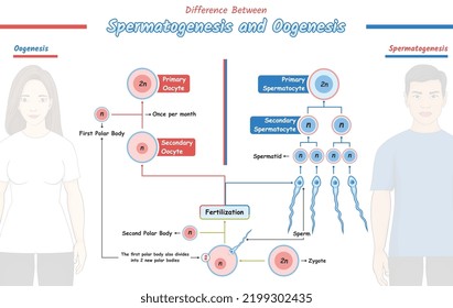 oogenesis and spermatogenesis illustration.
ready to use, vector file, ready to print, easy to edit, with gender background, colorful, education.