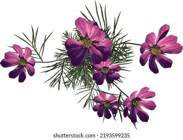 op view Plant Flower ( Cosmos bipinnatus 2) Tree illustration vector	