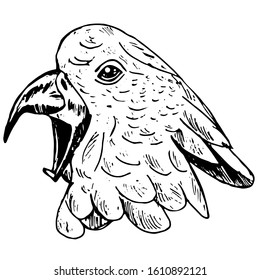 Open beak bird, hand-drawn by lines. Screaming cockatoo on a white background. White parrot, for postcards or posters. Vector stock image in vintage style.