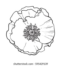 Open black and white chamomile blossom, top view, sketch style vector illustration isolated on white background. Realistic top view hand drawing of wild chamomile, field flower