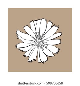 Open black and white chicory wild flower head, top view, sketch style vector illustration isolated on brown background. Realistic top view hand drawing of wild, field chicory flower