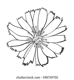 Open black and white chicory wild flower head, top view, sketch style vector illustration isolated on white background. Realistic top view hand drawing of wild, field chicory flower