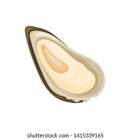 Open brown oyster shell. Vector illustration on white background.