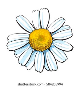 Open chamomile blossom, top view, sketch style vector illustration isolated on white background. Realistic top view hand drawing of wild chamomile, field flower