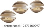 Open clams exposing their inside part, ideal for seafood restaurant menus or illustrations related to fishing and shellfish