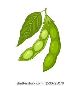 Open and close green soybean pods in a cartoon style vector illustration with the leaf isolated on white background.