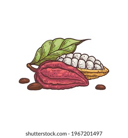 Open and closed cocoa fruits, hand drawn engraving vector illustration isolated on white background. Image of cocoa beans with leaves for chocolate and cocoa products.