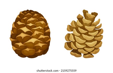 Open and closed fir cones. Coniferous tree pine cones cartoon vector illustration