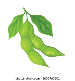 Open and Closed Green Soybean Pods Vector Items