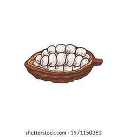 Open cocoa fruit with beans or seeds inside, hand drawn engraving vector illustration isolated on white background. Image of cocoa plant pod with with pulp and beans.