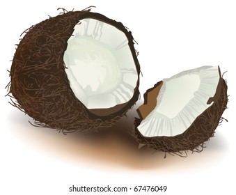 open coconut. Illustration in vector format