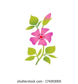 open dog rose isolated on white background
