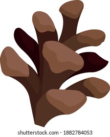 Open fir cone. Vector illustration on white background.