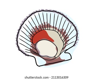 Open fresh sea scallop in shell isolated on white background. Hand drawn or doodle style. Flat vector illustration