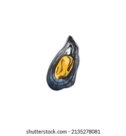 Abrir la mitad de mejillón cáscara calmada con el dibujo de la mano vintage molusco. Mussel mollusk para paquetes de mariscos y menú, grabando ilustraciones vectoriales aisladas en fondo blanco.