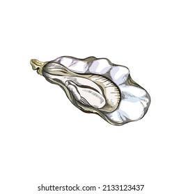 Open half of oyster shell with mollusk vintage style hand drawn image. Oyster mollusk for seafood packs, engraving vector illustration isolated on white background.