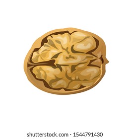 Open half walnut in a shell. Vector illustration isolated on white background