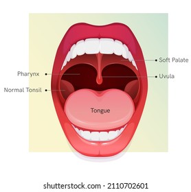Open Healthy Mouth Anatomy - Stock Illustration as EPS 10 File