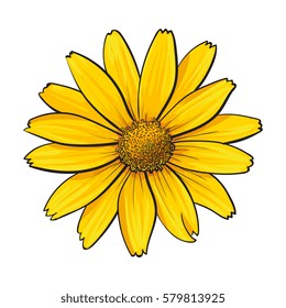 Open heliopsis blossom, top view, sketch style vector illustration isolated on white background. Realistic top view hand drawing of yellow, orange wild, field heliopsis, false sunflower