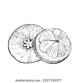Abra el mangostán con las rebanadas dentro de la composición gráfica del Vector de la tinta aislada en el fondo blanco. Arte dibujado a mano de alta calidad para el diseño de alimentos, paquetes, menú del restaurante, anuncios de frutas, etiqueta, logotipo y decoración