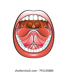 open mouth color vector illustration