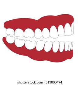 open mouth is not closed teeth, dentition and gum side view, occlusion, the articulation, vector illustration for dental clinic