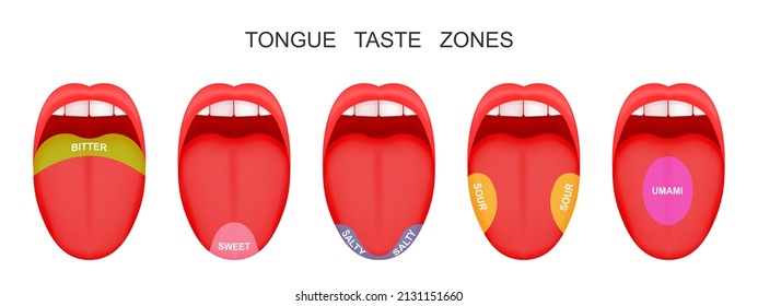 Open mouthes with sticking out tongues demonstrating bitter, sour, sweet, salty, umami flavor zones. False theory of human taste buds. Vector cartoon illustration