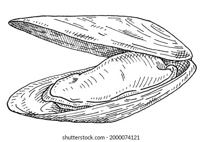 Open mussel on white background. Vintage vector engraving monochrome black illustration. Hand drawn design in a graphic ink style.