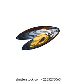 Offene Muschelventile mit frischen Muscheln, handgezeichnete Vektorgrafik einzeln auf weißem Hintergrund. Muschel Fisch-Restaurant-Menü und Meeresfrüchte-Markt.